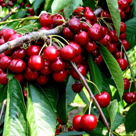 Zestaw startowy drzewek do sadu owocowego 4 szt Najlepsze Stare Odmiany