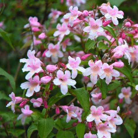 Kolkwicja chińska Pink Cloud (C2)