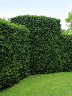 Cis pośredni Groenland