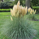 Trawa pampasowa Evita (C2)