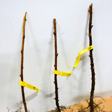 Malina czarna Plant Pack