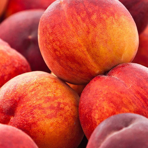 Brzoskwinia Soczysta Plant Pack