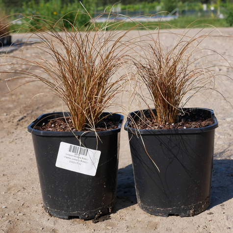 Turzyca włosista Rosaly