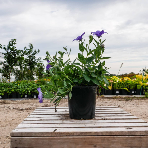 Rozwar Wielokwiatowy mix (C2)