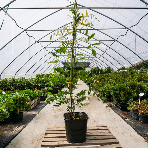 Glicynia chińska Caroline (C2)