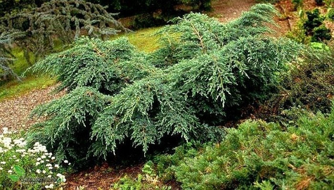 Jałowiec łuskowaty Blue Carpet niebieski dywan (C2)