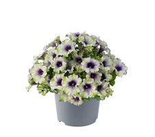 Surfinia Amazonas Plum Cockatoo limonkowo-biała z fioletowym środkiem NOWOŚĆ