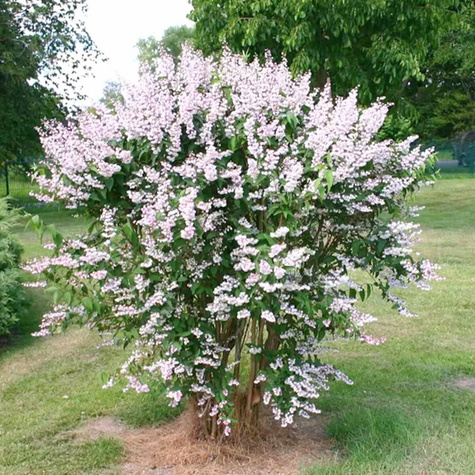 Żylistek szorstki 'Plena' (P9)