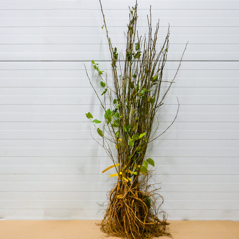 Morwa czarna Plant Pack