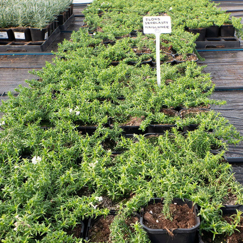 Płomyk Floks szydlasty Maischnee