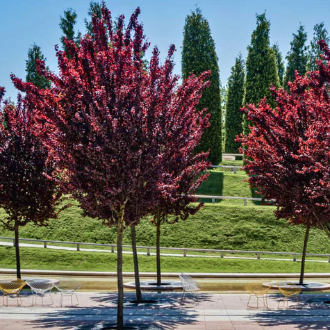 Śliwa wiśniowa Pissardii forma drzewiasta DONICZKA