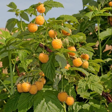 Malina żółta jesienna Golden Queen
