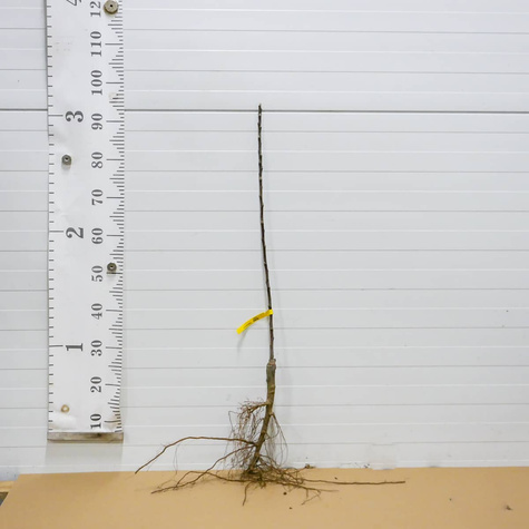 Jabłoń Gala Buk Brook Field Bukfeld Plant Pack