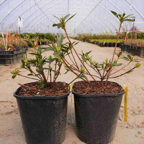 Azalia japońska Blaue Donau (C2)