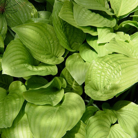 Funkia Hosta Royal Standard (C2)