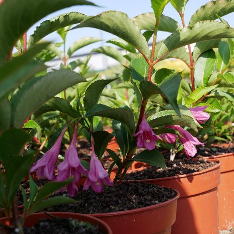 Krzewuszka cudowna Korea (C2)