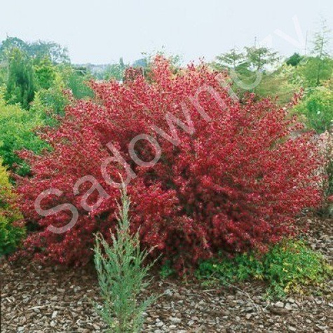 Szczodrzeniec Żarnowiec miotlasty Boskoop Ruby (C2)