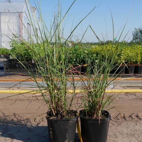 Miskant chiński Yaku Jima (C2)