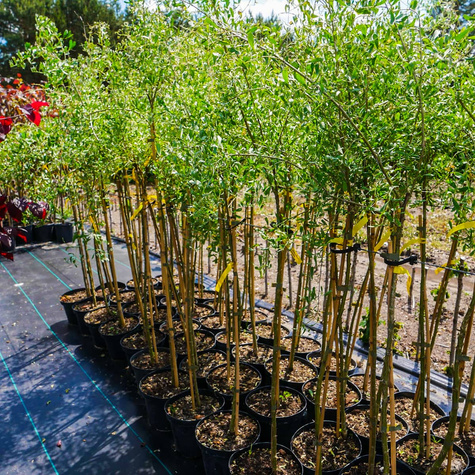 Słonisz srebrzysty Miododajny unikat szczepiony na pniu