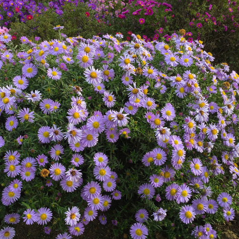 Aster krzaczasty Marjorie fioletowy (C2)