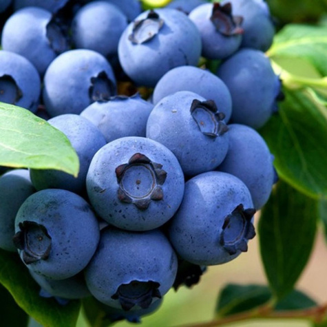 Zestaw sadzonek OWOCE LEŚNE 4 szt sadzonek jeżyna malina porzeczka borówka