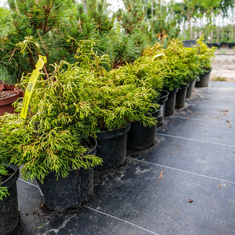 Cyprysik tępołuskowy Tsatsumi Gold