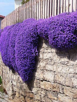 Żagwin ogrodowy fioletowy Axcent Deep Purple 