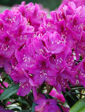 Rododendron Annah Kruschke (C2)