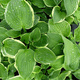 Funkia Hosta Wide Brim (C2)