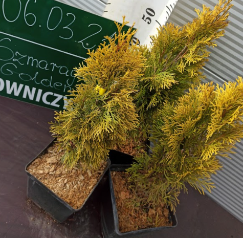 Thuja Tuja Żywotnik zachodni Golden Smaragd