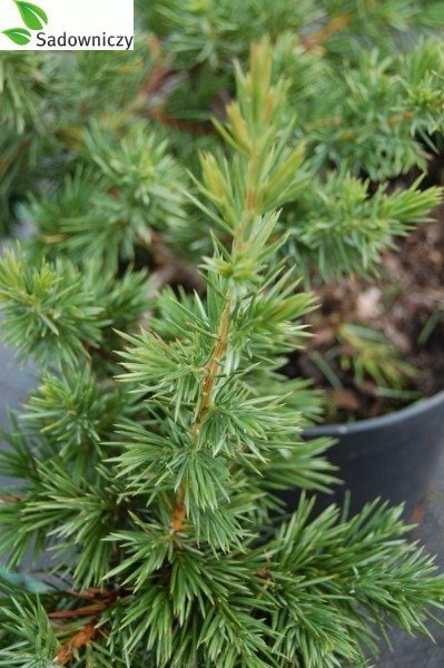 Jałowiec nadbrzeżny gęsty i kłujący