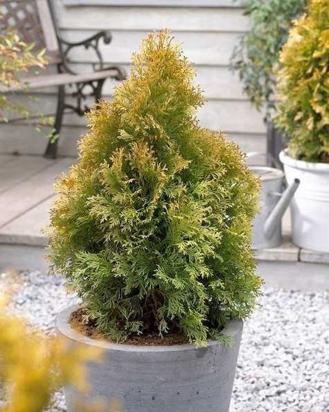 Thuja Tuja Żywotnik zachodni Golden Anne