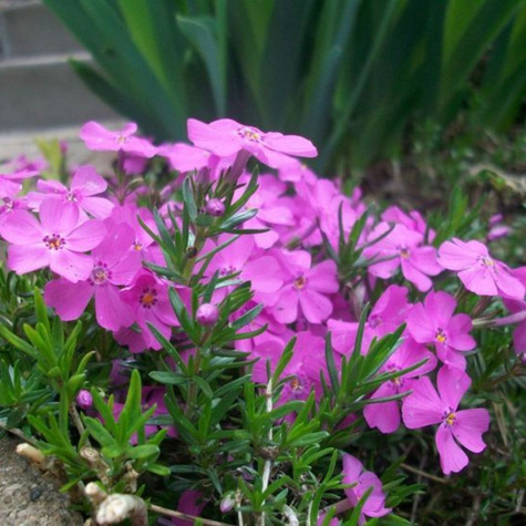 Płomyk szydlasty Floks różowy (C2)