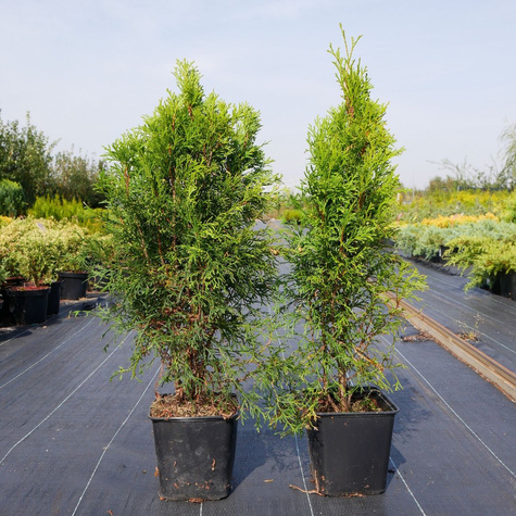 Thuja Tuja Żywotnik Smaragd Zielona zimą (C2)