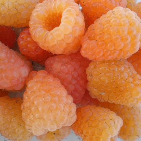 Malina Promyk żółta w doniczce