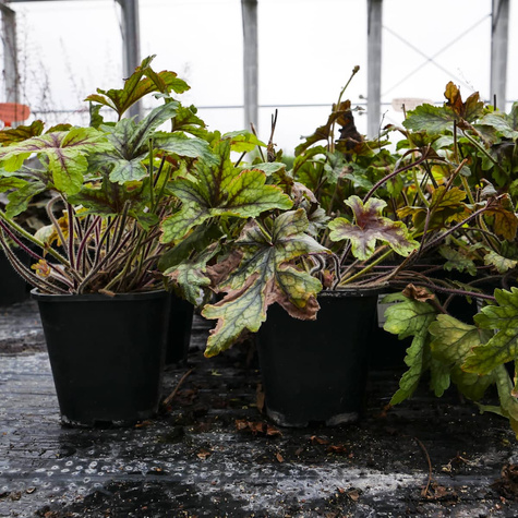 Żuraweczka ogrodowa Alabama Sunrise (C2)