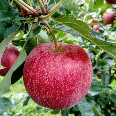 Jabłoń Mekintosz Plant Pack