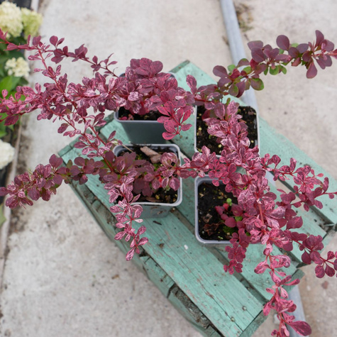 Berberys thunberga Pink Queen (P9)