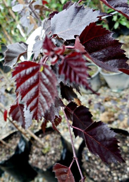 Brzoza brodawkowata Purpurowolistna szczepiona na pniu Pa100-120 H 120-180 obw. 12-14cm) 