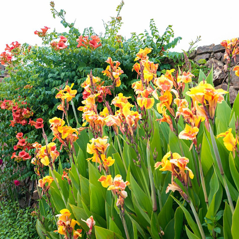 Paciorecznik Canna Kanna Golden Lucifer