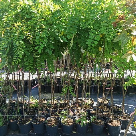 Robinia szczeciniasta Pa