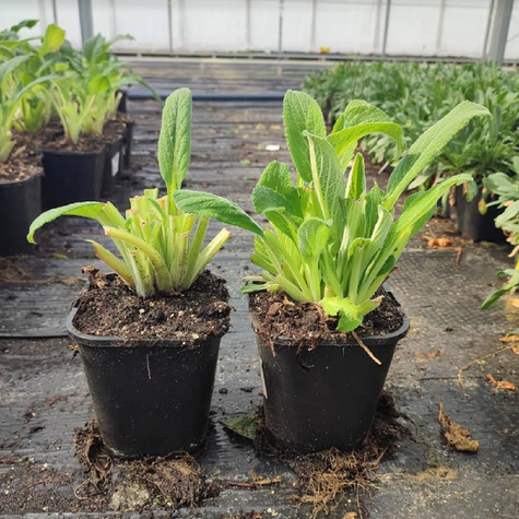 Naparstnica purpurowa Excelsior Hybrids mix kolorów (C2)