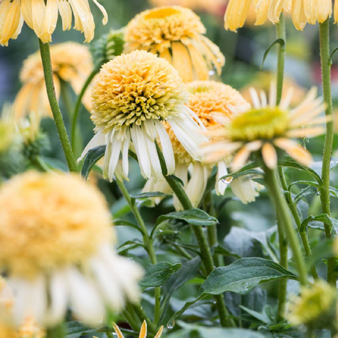 Jeżówka Milkshake mleczna (C2)