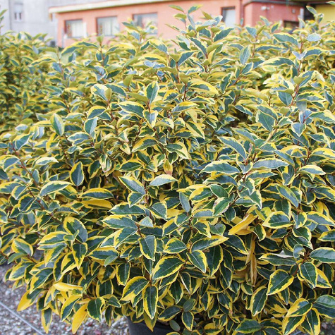 Oliwnik Ebbinga Gilt Egde