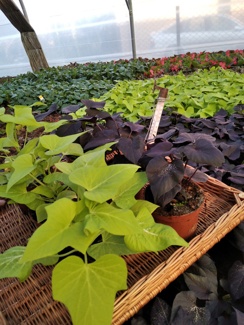 Wilec Impomea limonkowa Pnącze Wilec ziemniaczany Słodki ziemniak Ipomea