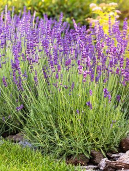 Zestaw Lawenda wąskolistna lekarska Hidcote Compact 6 szt