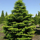 Jodła koreańska niebieskie szyszki (C2)