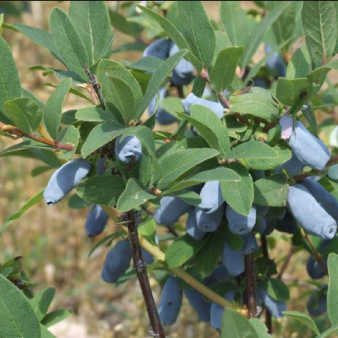 Jagoda kamczacka Bakczarskij Velikan