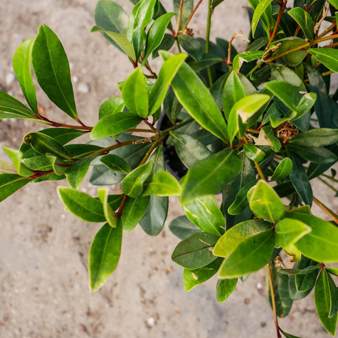 Skimia japońska Rubella (C2)