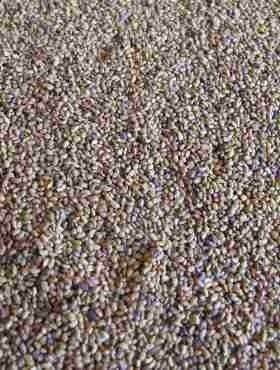 Lucerna siewna otoczkowana+Rhizobium cena za 0,5 kg
